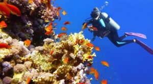 Wielka Rafa Koralowa nurkowanie kolorowe ryby rafa koralowa Australia