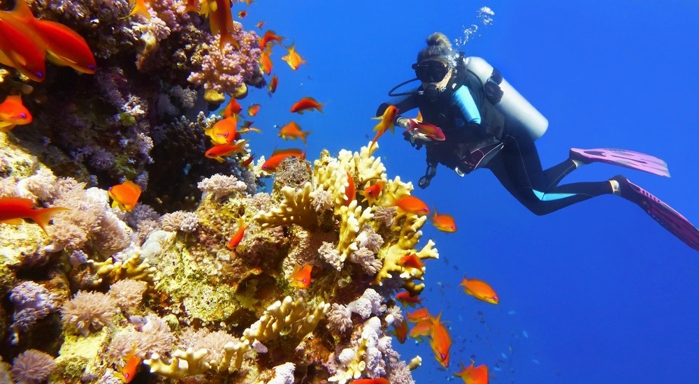 Wielka Rafa Koralowa nurkowanie kolorowe ryby rafa koralowa Australia